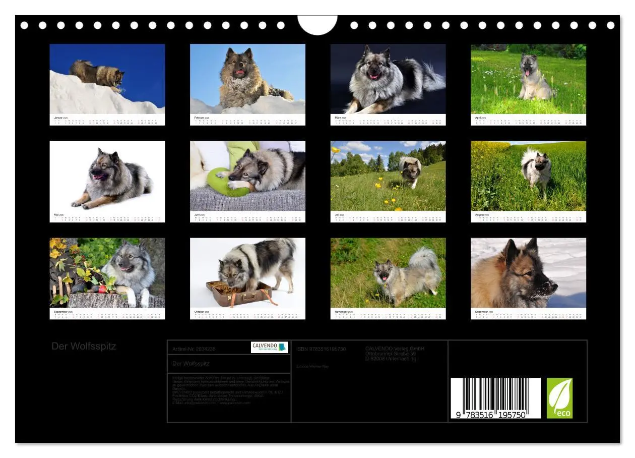 Bild: 9783516195750 | Der Wolfsspitz (Wandkalender 2026 DIN A4 quer), CALVENDO...