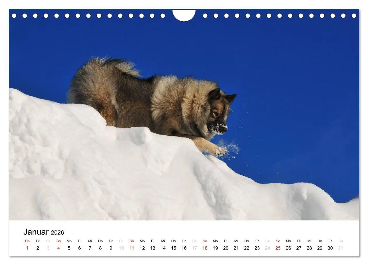 Bild: 9783516195750 | Der Wolfsspitz (Wandkalender 2026 DIN A4 quer), CALVENDO...