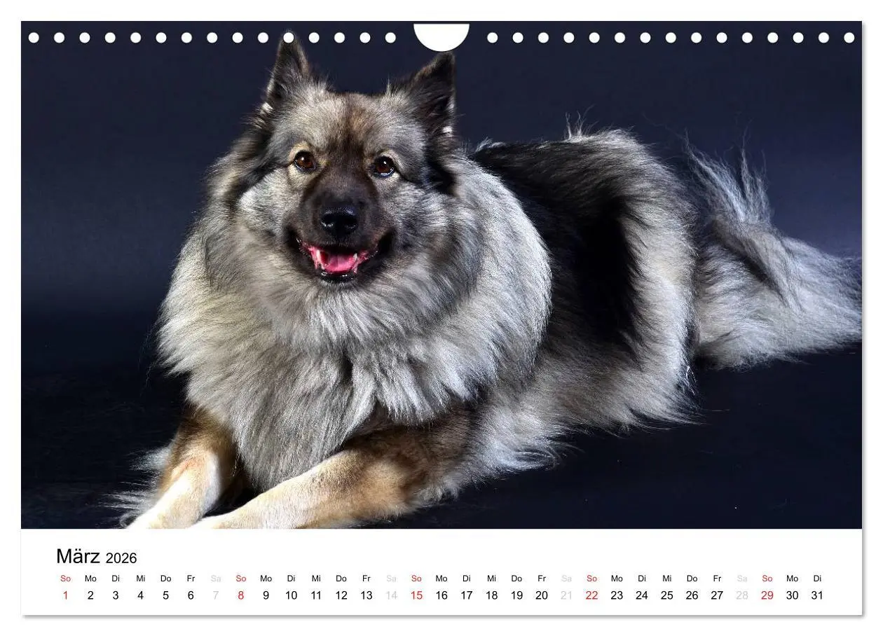 Bild: 9783516195750 | Der Wolfsspitz (Wandkalender 2026 DIN A4 quer), CALVENDO...