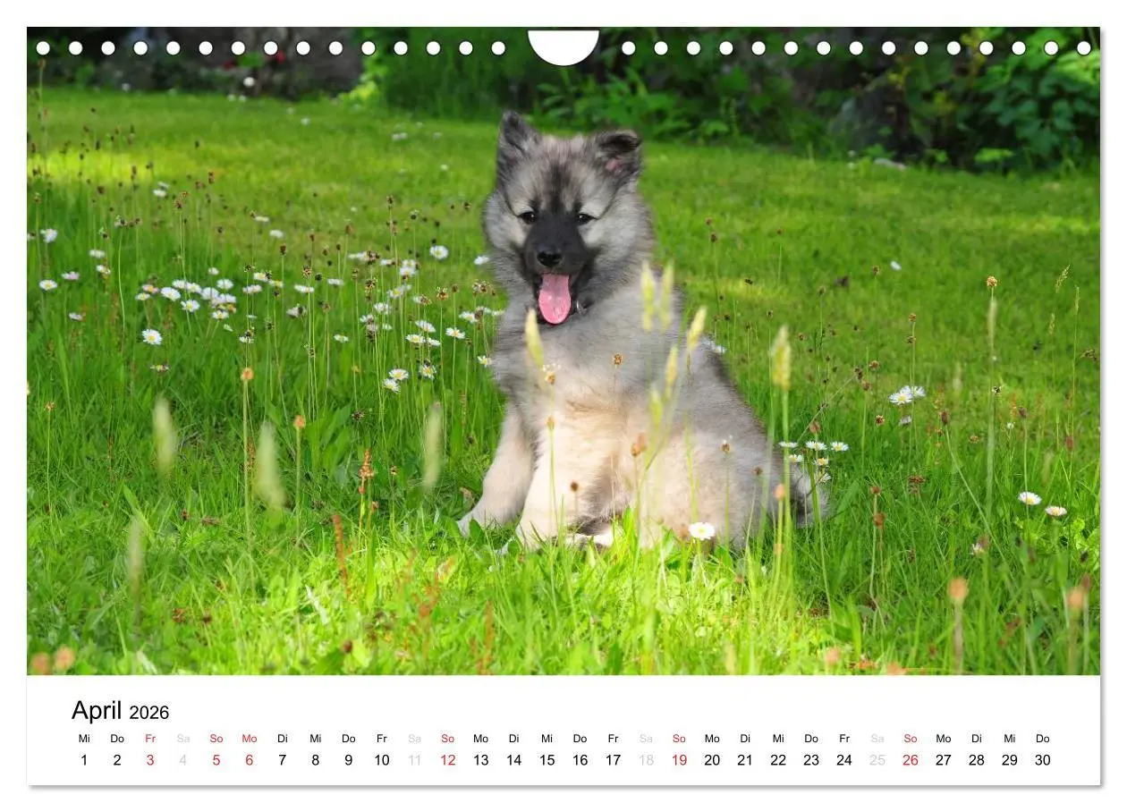 Bild: 9783516195750 | Der Wolfsspitz (Wandkalender 2026 DIN A4 quer), CALVENDO...