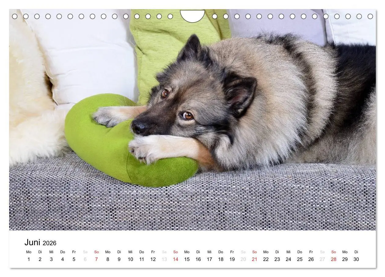 Bild: 9783516195750 | Der Wolfsspitz (Wandkalender 2026 DIN A4 quer), CALVENDO...