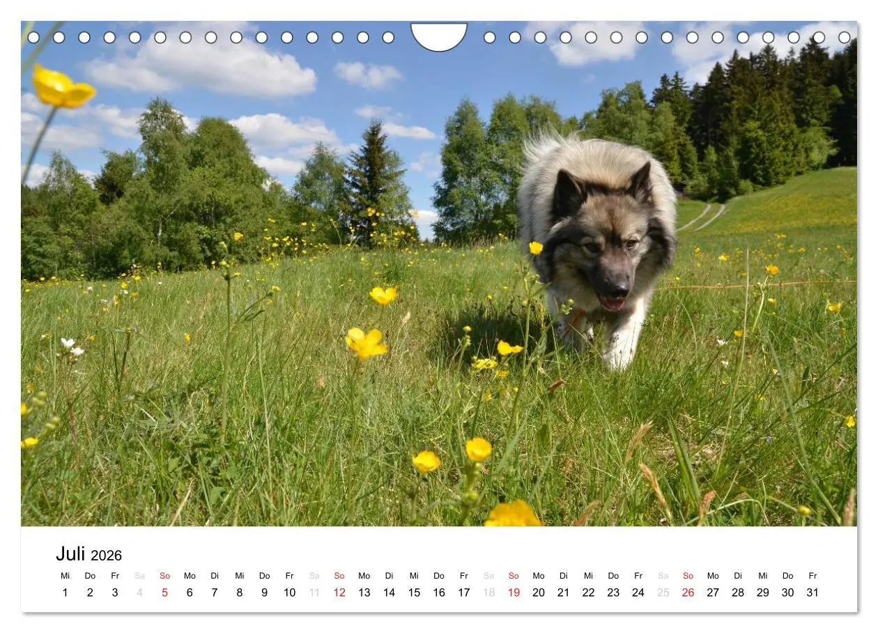 Bild: 9783516195750 | Der Wolfsspitz (Wandkalender 2026 DIN A4 quer), CALVENDO...