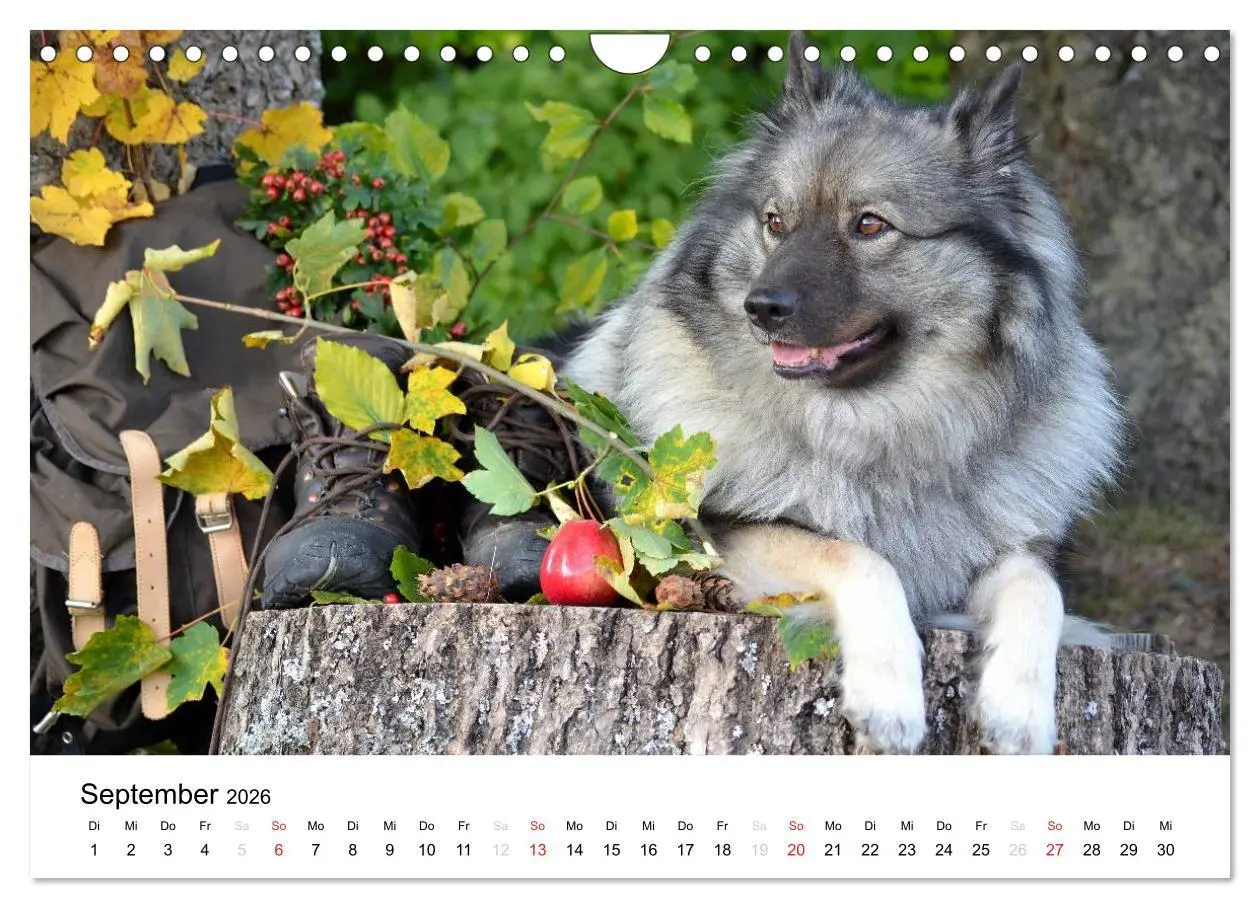 Bild: 9783516195750 | Der Wolfsspitz (Wandkalender 2026 DIN A4 quer), CALVENDO...
