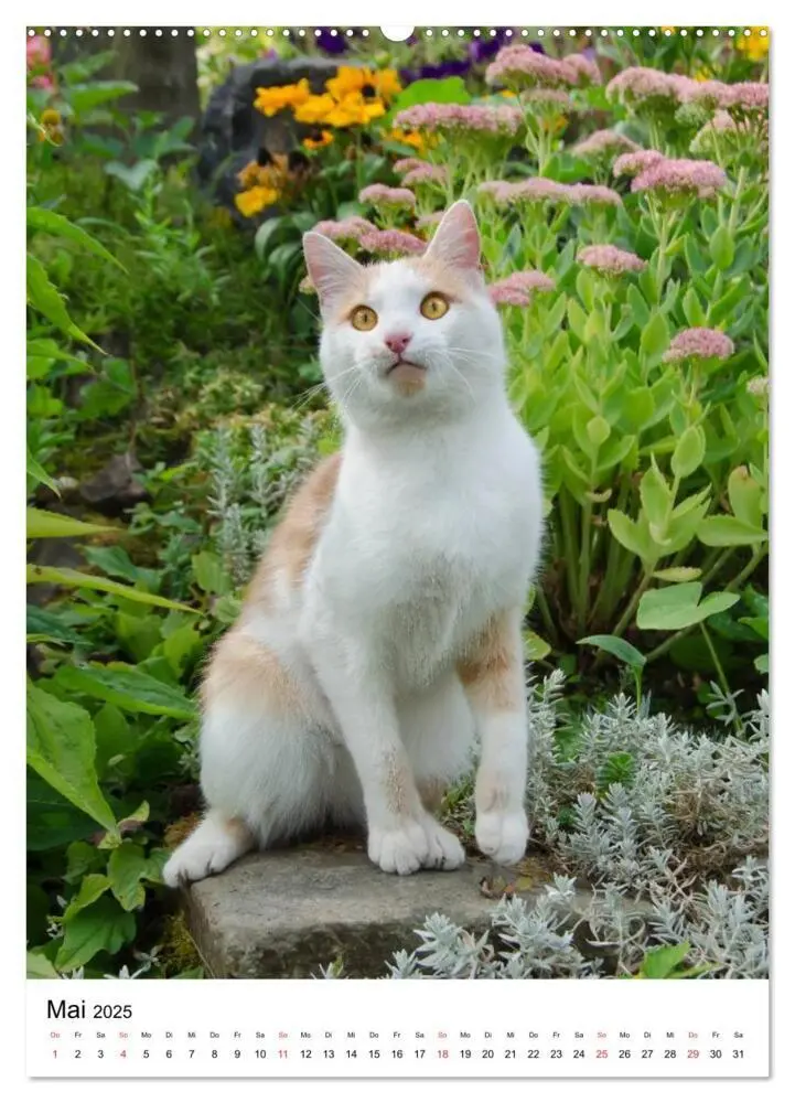 Bild: 9783457085950 | COUNTRY CATS (Wandkalender 2025 DIN A2 hoch), CALVENDO Monatskalender