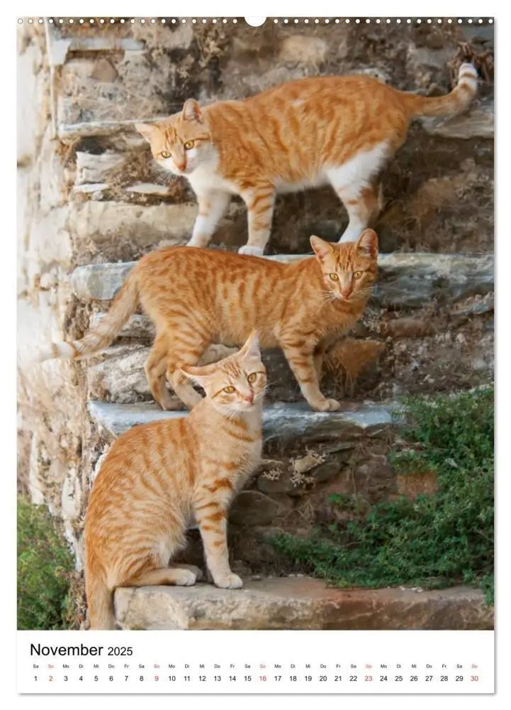 Bild: 9783457085950 | COUNTRY CATS (Wandkalender 2025 DIN A2 hoch), CALVENDO Monatskalender