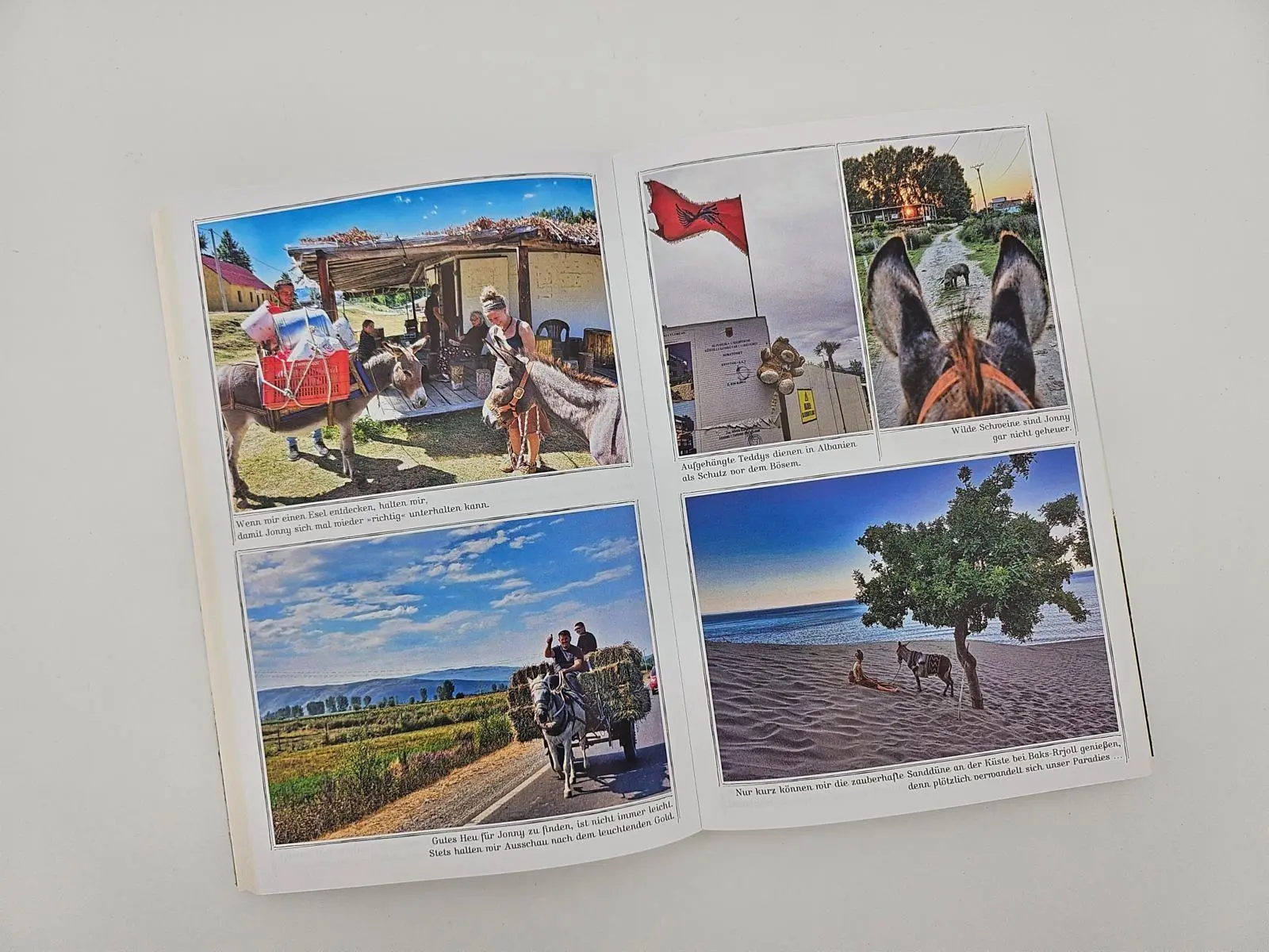 Bild: 9783890296050 | Immer den Nüstern nach | Lotta Lubkoll | Taschenbuch | 272 S. | 2025