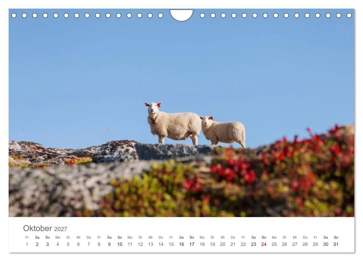 Bild: 9783569766150 | Schafe - Weich und wollig (Wandkalender 2027 DIN A4 quer), CALVENDO...