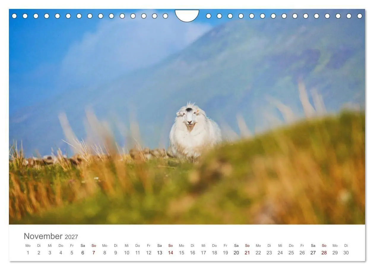 Bild: 9783569766150 | Schafe - Weich und wollig (Wandkalender 2027 DIN A4 quer), CALVENDO...
