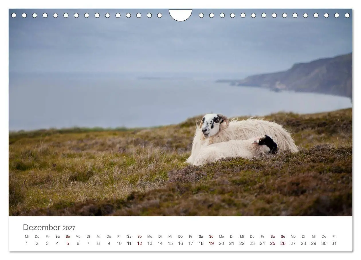 Bild: 9783569766150 | Schafe - Weich und wollig (Wandkalender 2027 DIN A4 quer), CALVENDO...