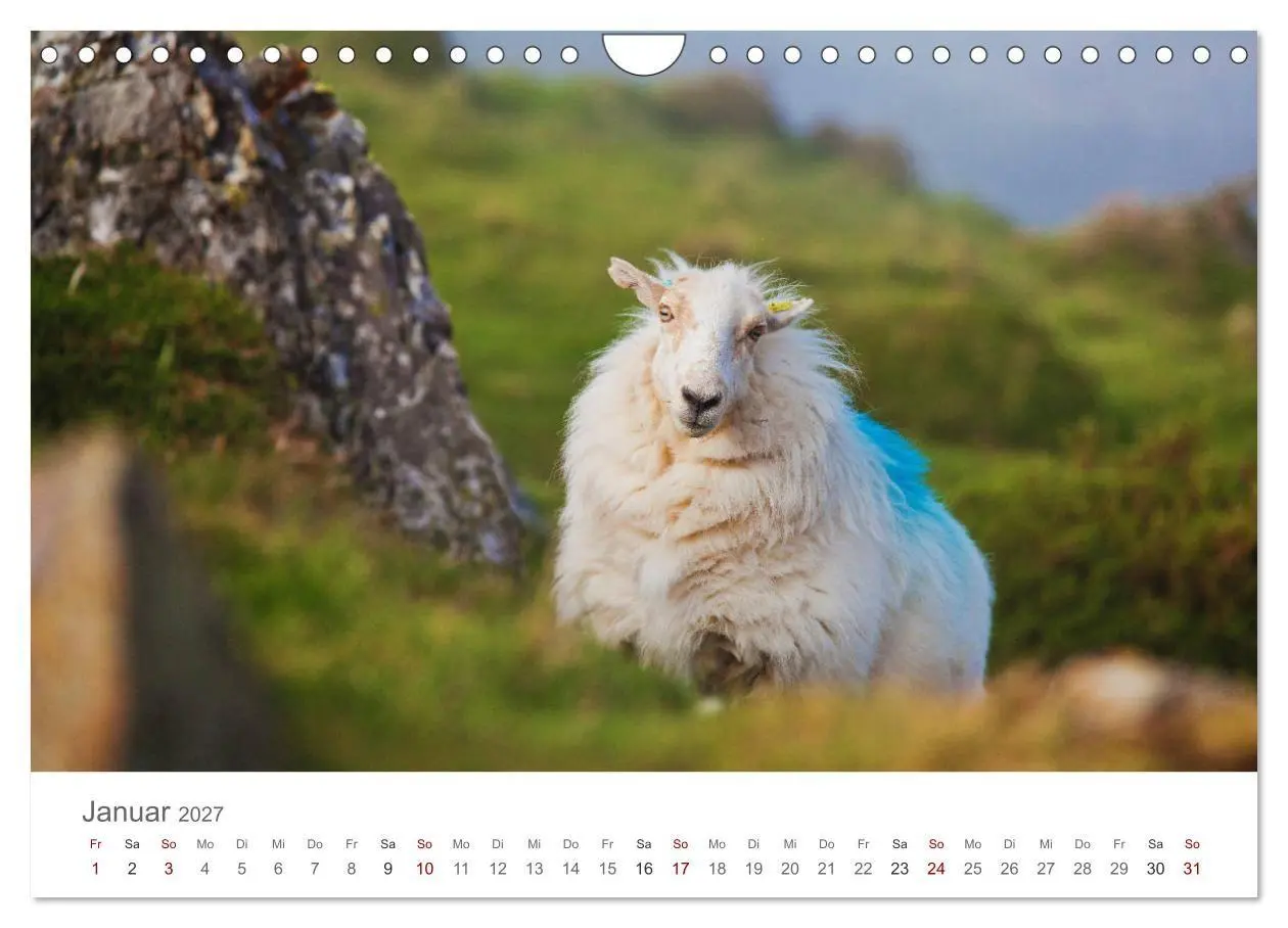 Bild: 9783569766150 | Schafe - Weich und wollig (Wandkalender 2027 DIN A4 quer), CALVENDO...