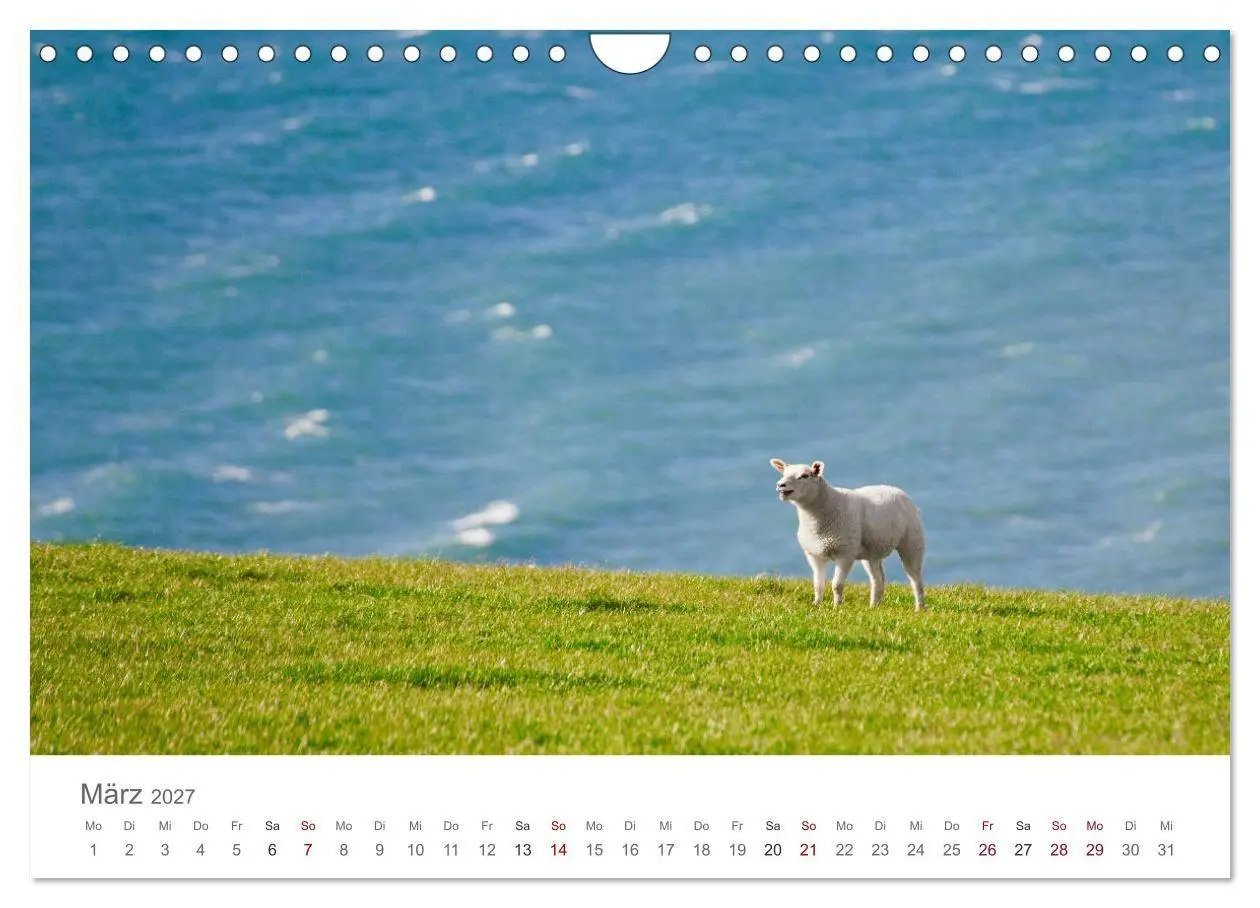 Bild: 9783569766150 | Schafe - Weich und wollig (Wandkalender 2027 DIN A4 quer), CALVENDO...