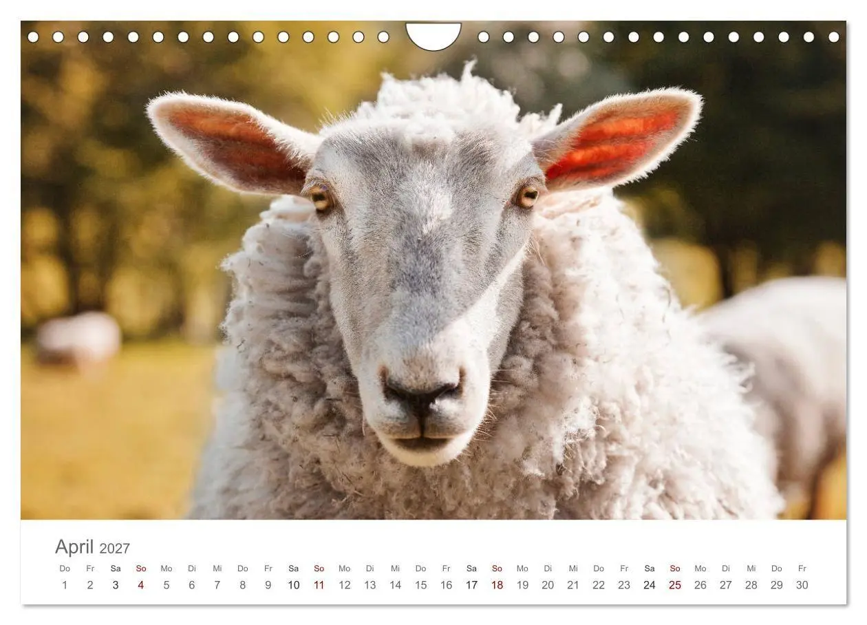 Bild: 9783569766150 | Schafe - Weich und wollig (Wandkalender 2027 DIN A4 quer), CALVENDO...