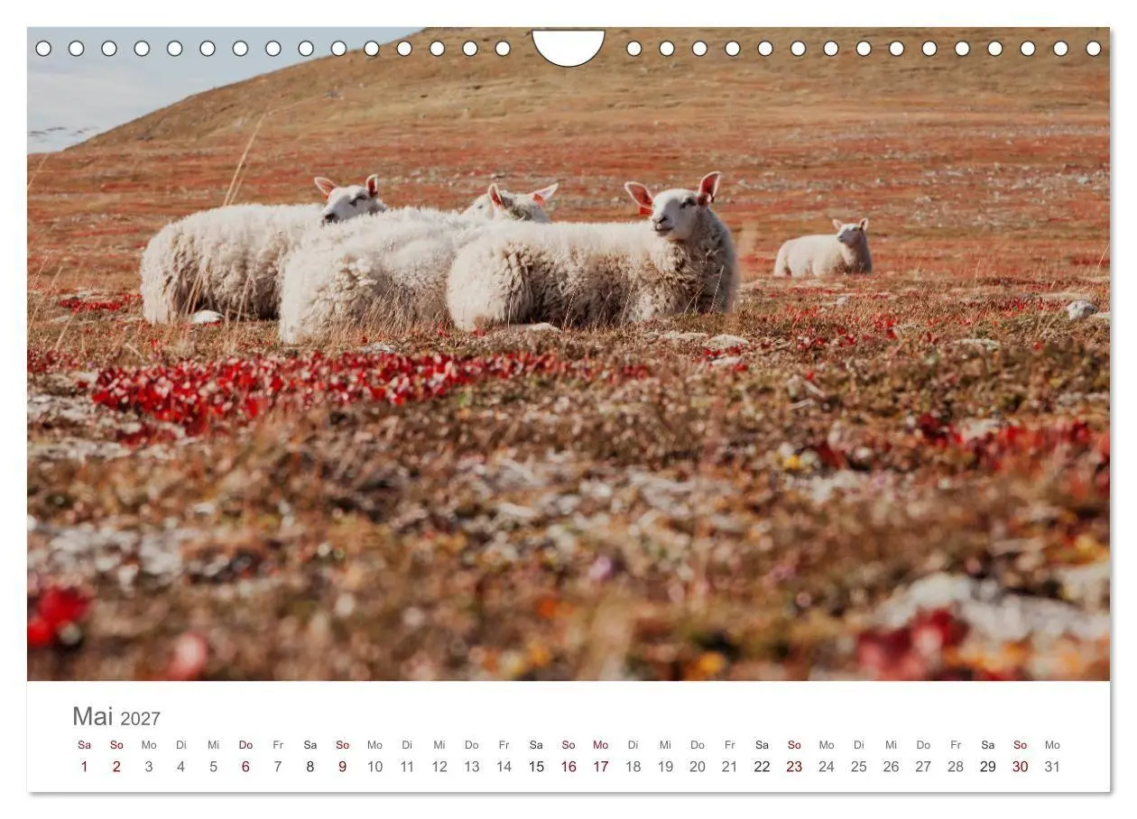Bild: 9783569766150 | Schafe - Weich und wollig (Wandkalender 2027 DIN A4 quer), CALVENDO...