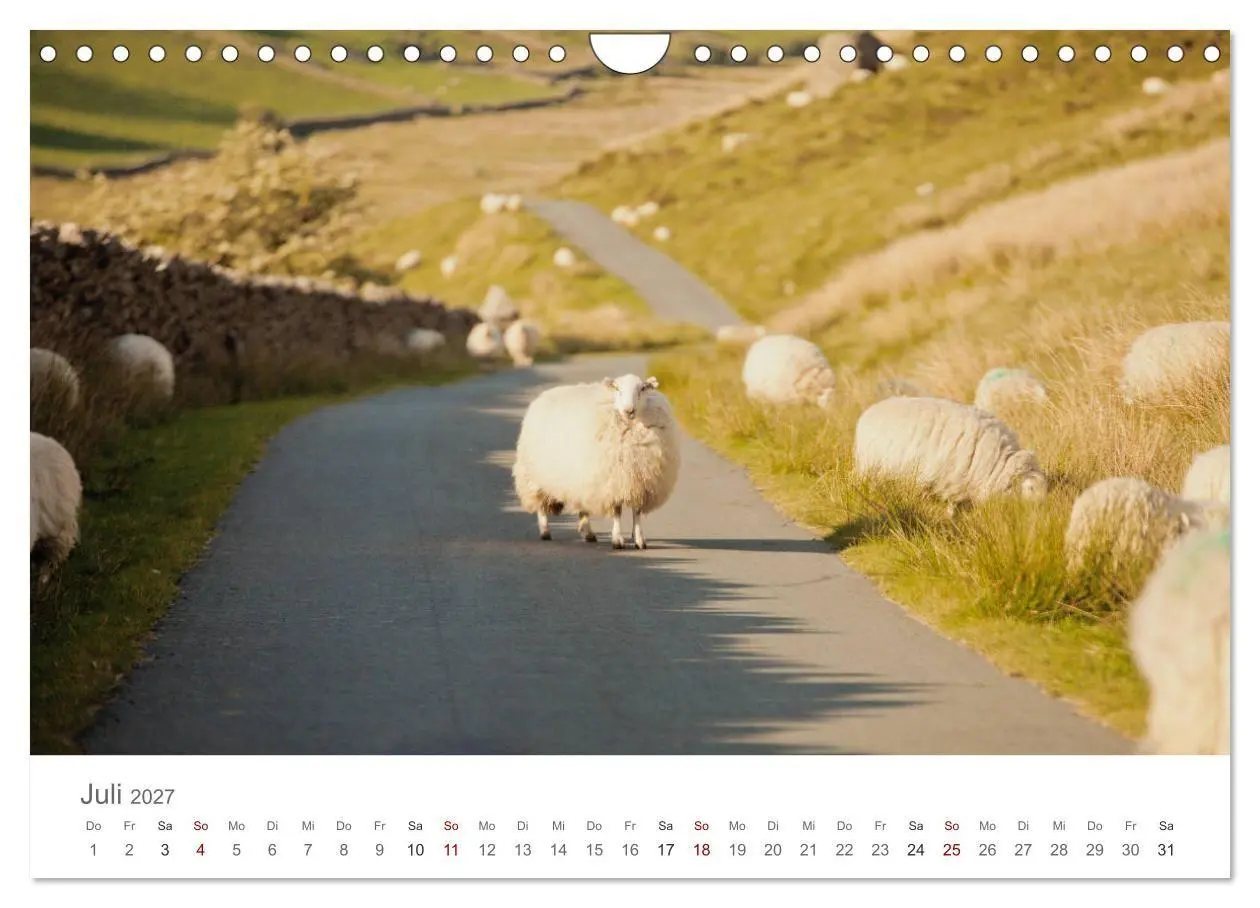 Bild: 9783569766150 | Schafe - Weich und wollig (Wandkalender 2027 DIN A4 quer), CALVENDO...