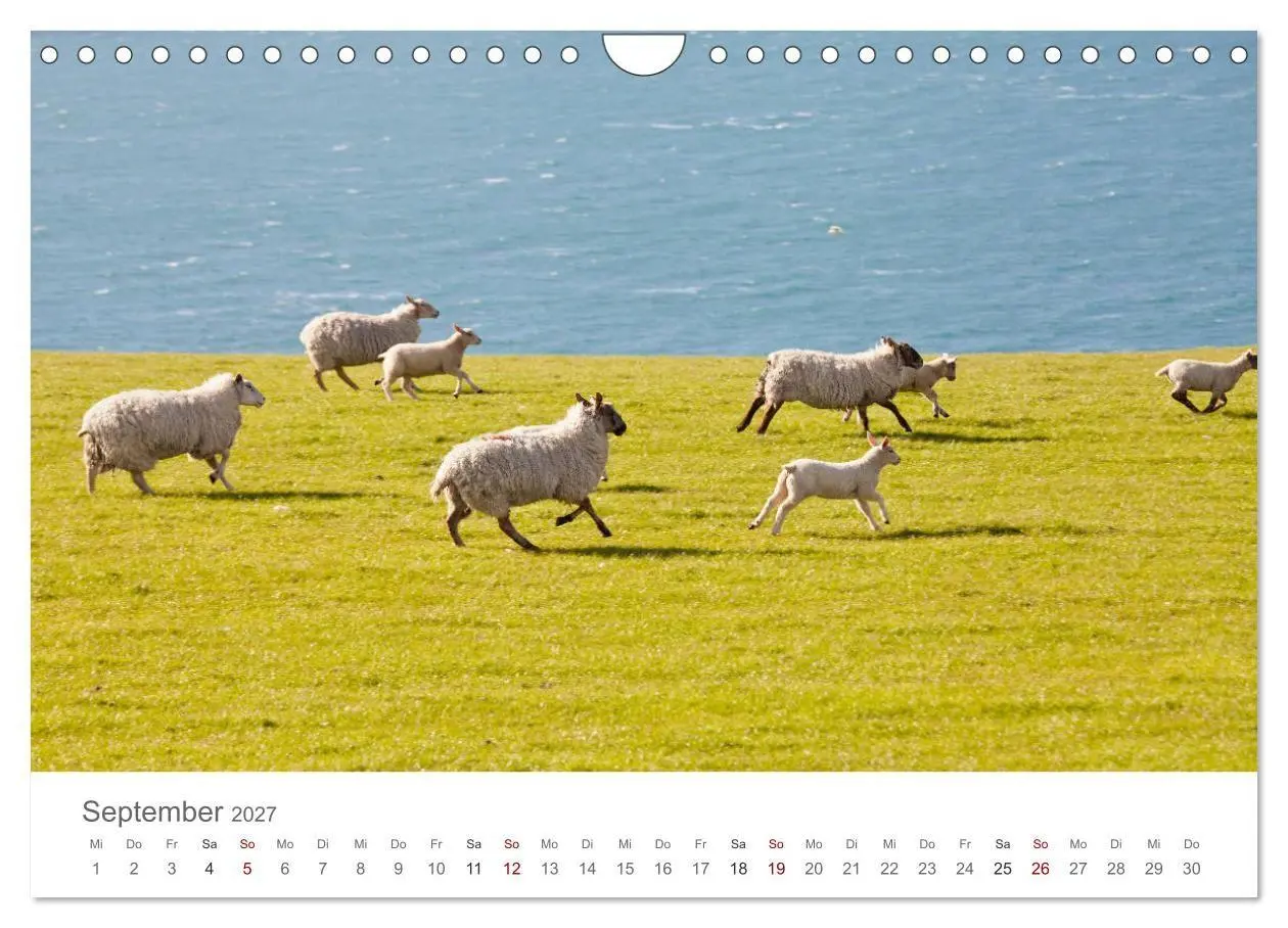 Bild: 9783569766150 | Schafe - Weich und wollig (Wandkalender 2027 DIN A4 quer), CALVENDO...