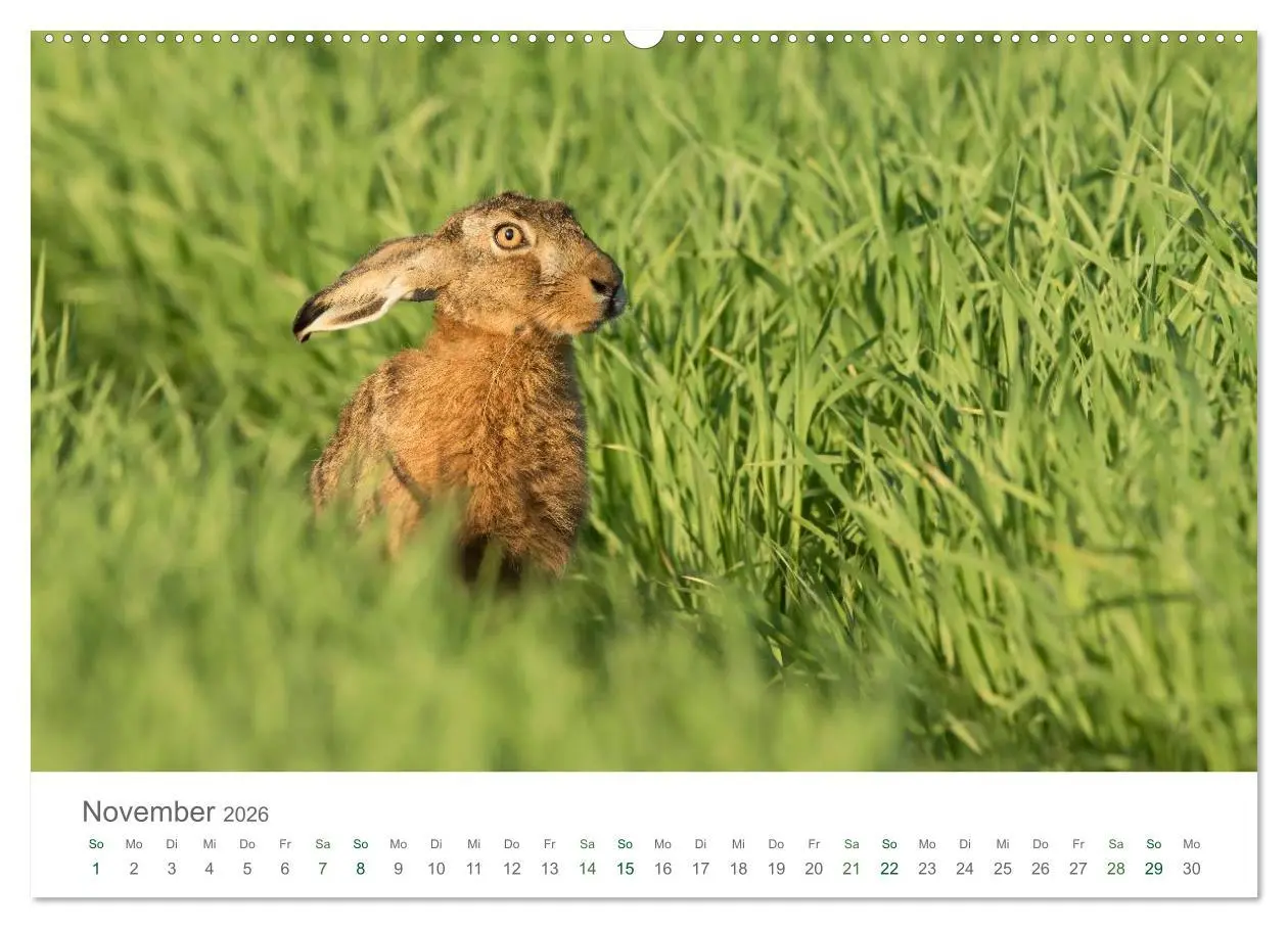 Bild: 9783516036350 | Feldhasen - dem Langohr auf der Spur (Wandkalender 2026 DIN A2...