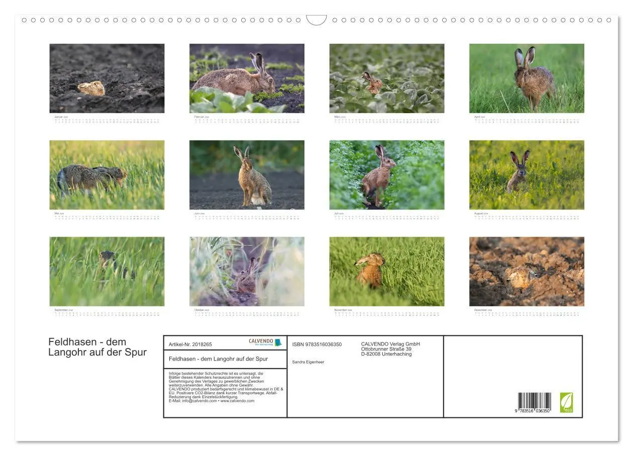 Bild: 9783516036350 | Feldhasen - dem Langohr auf der Spur (Wandkalender 2026 DIN A2...