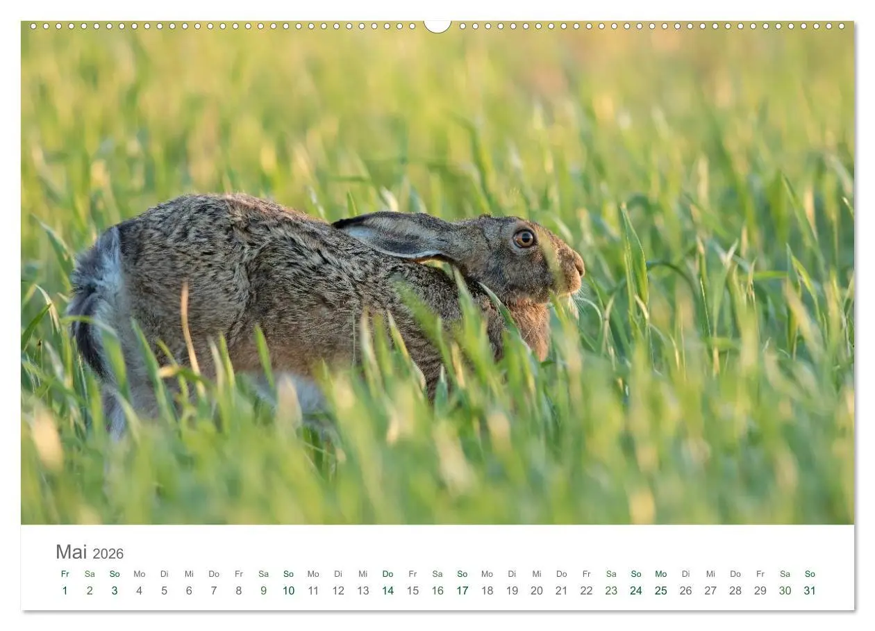 Bild: 9783516036350 | Feldhasen - dem Langohr auf der Spur (Wandkalender 2026 DIN A2...
