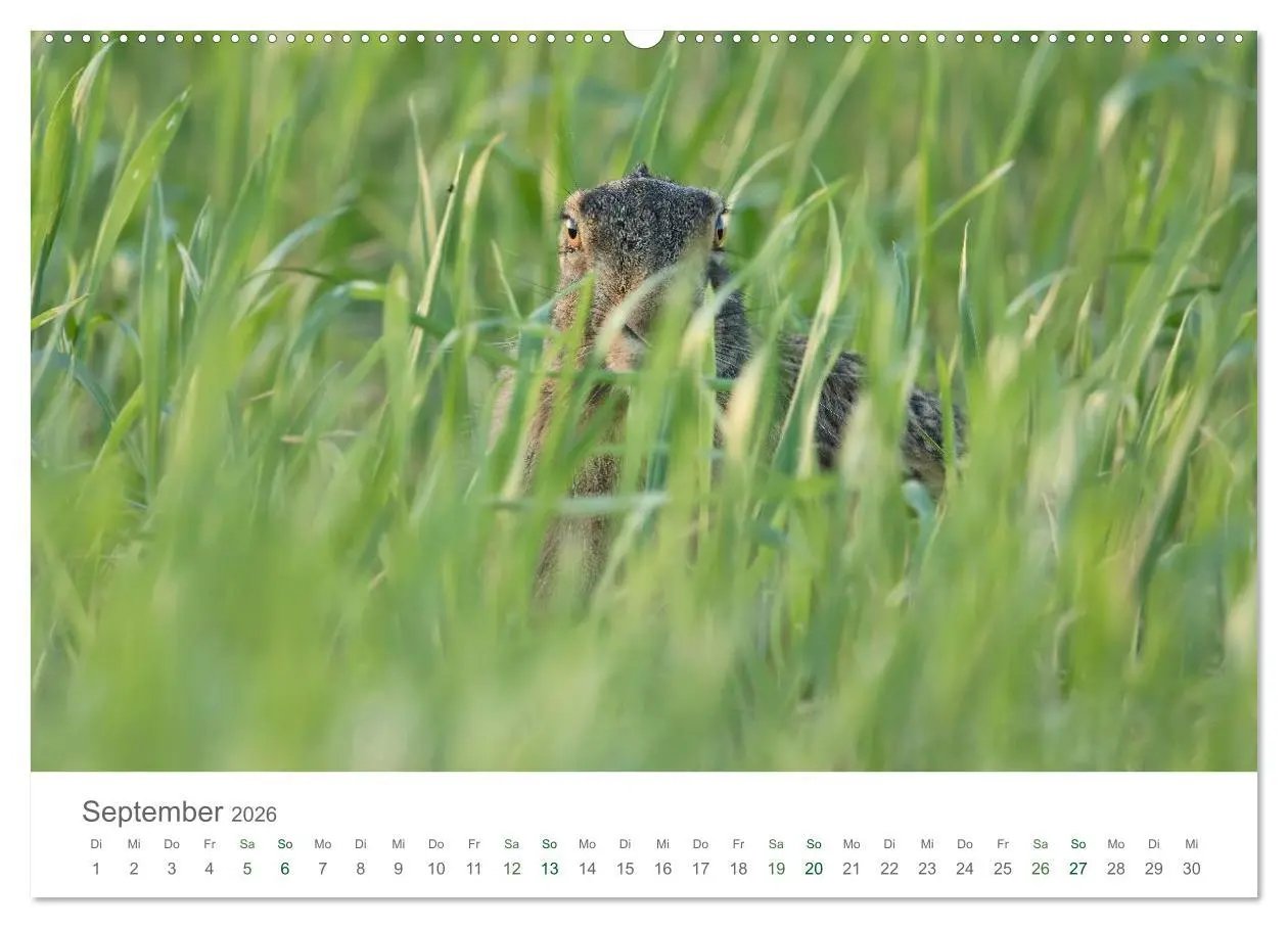 Bild: 9783516036350 | Feldhasen - dem Langohr auf der Spur (Wandkalender 2026 DIN A2...