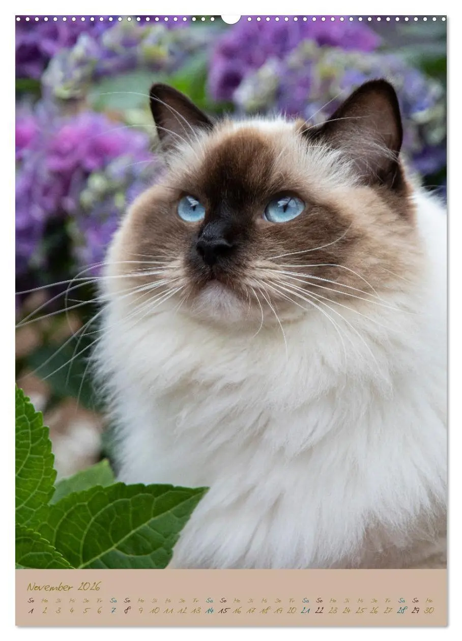 Bild: 9783516336450 | Plüschige Katzen im Garten (Wandkalender 2026 DIN A2 hoch),...