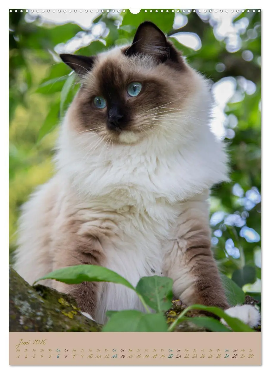 Bild: 9783516336450 | Plüschige Katzen im Garten (Wandkalender 2026 DIN A2 hoch),...