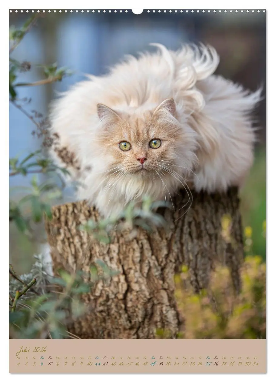 Bild: 9783516336450 | Plüschige Katzen im Garten (Wandkalender 2026 DIN A2 hoch),...