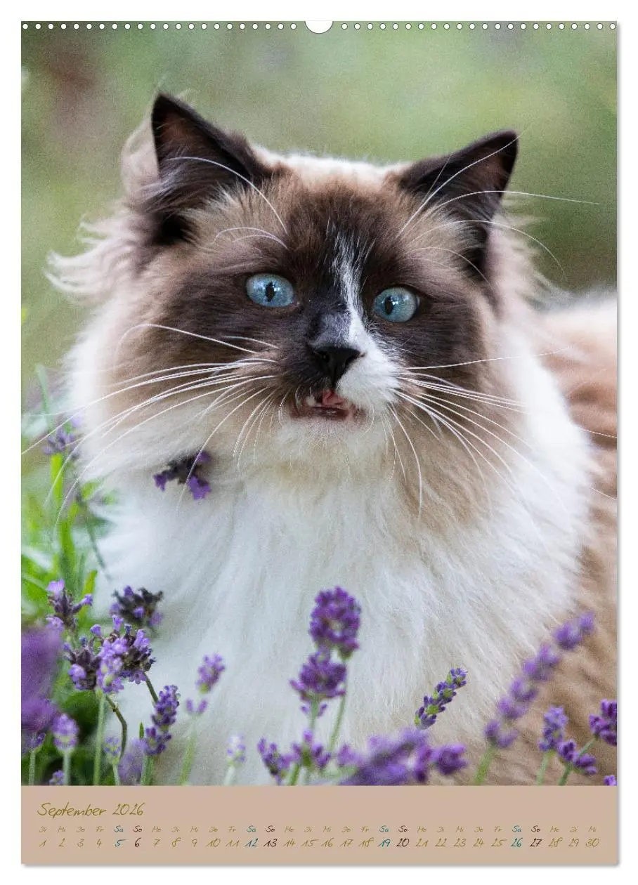 Bild: 9783516336450 | Plüschige Katzen im Garten (Wandkalender 2026 DIN A2 hoch),...