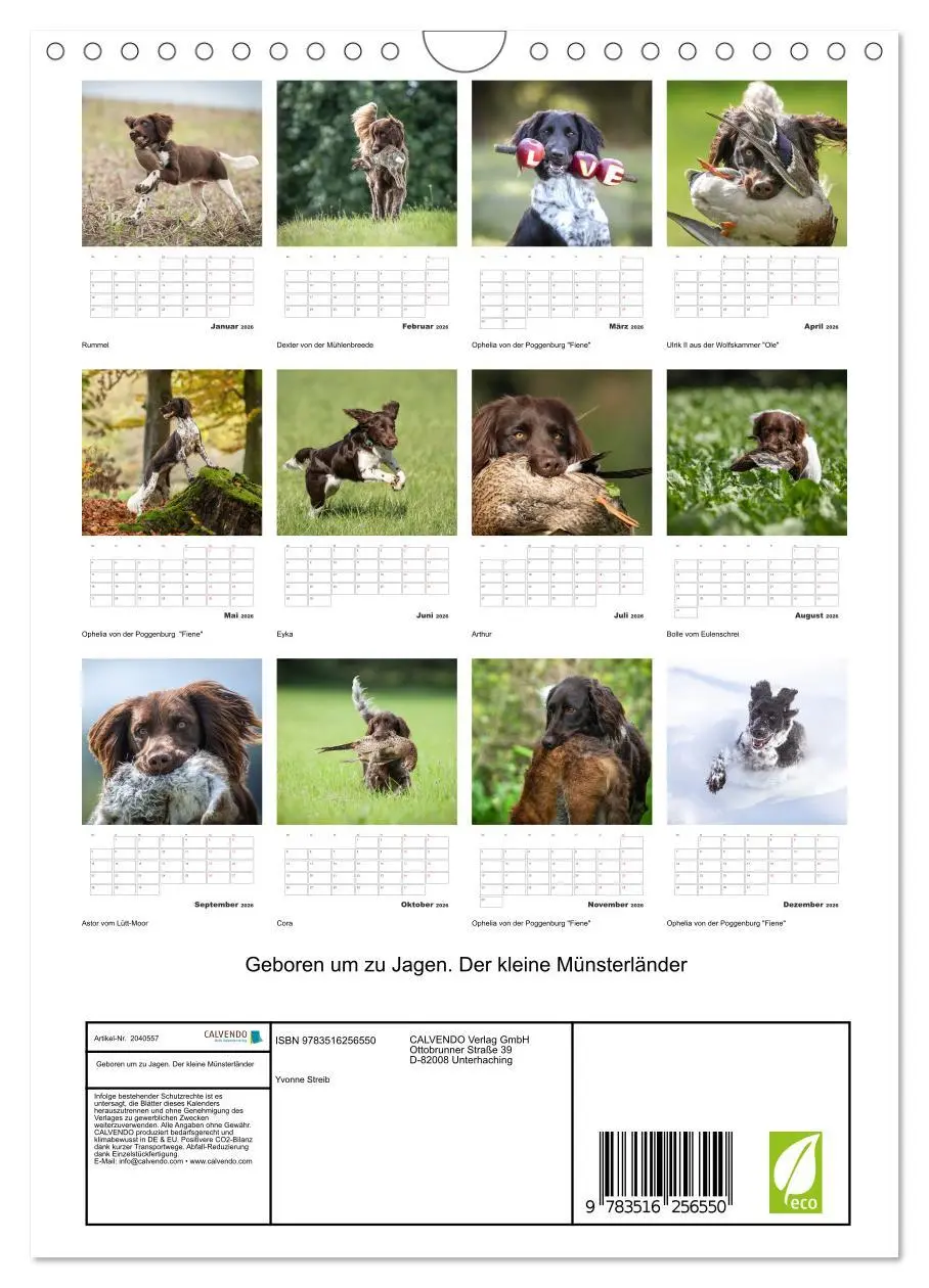 Bild: 9783516256550 | Geboren um zu Jagen. Der kleine Münsterländer (Wandkalender 2026...