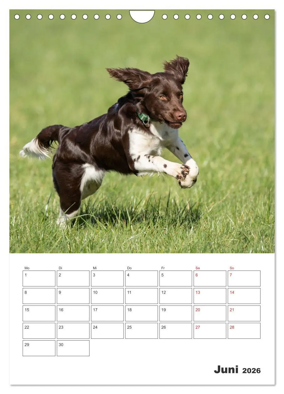 Bild: 9783516256550 | Geboren um zu Jagen. Der kleine Münsterländer (Wandkalender 2026...