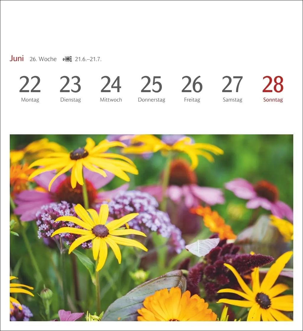 Bild: 9783840036750 | Blumenpracht Postkartenkalender 2026 - Wochenkalender mit 53...