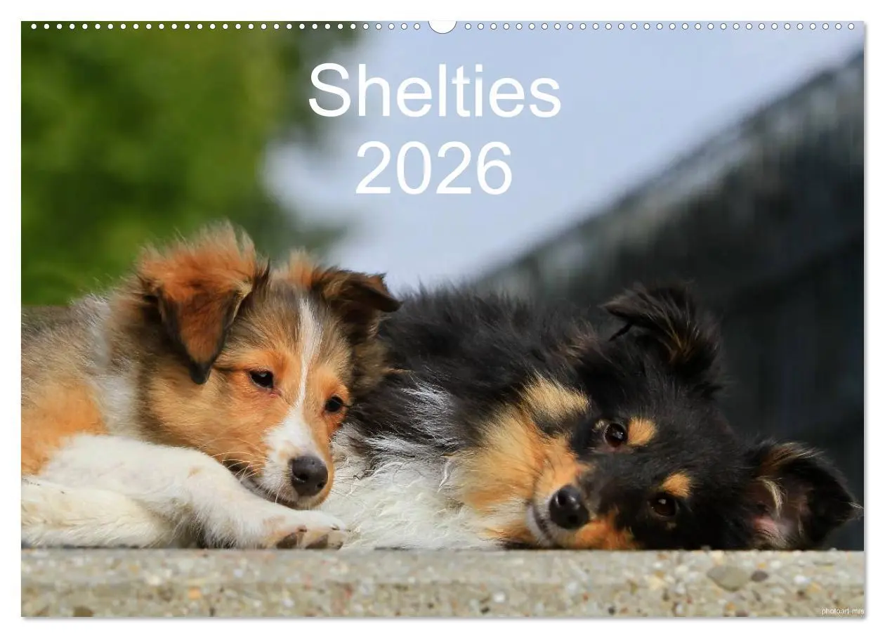 Cover: 9783516156850 | Shelties 2026 (Wandkalender 2026 DIN A2 quer), CALVENDO Monatskalender