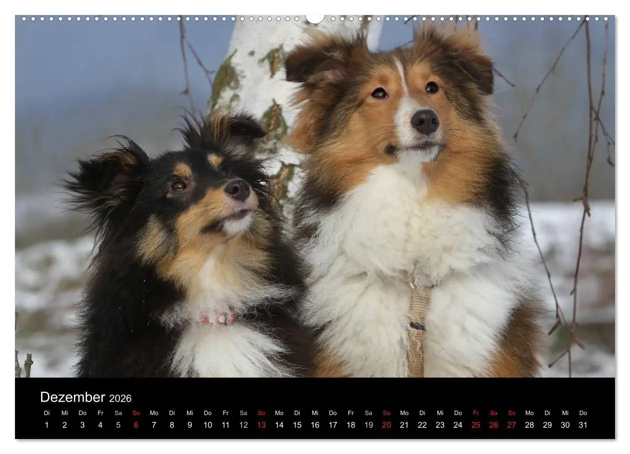 Bild: 9783516156850 | Shelties 2026 (Wandkalender 2026 DIN A2 quer), CALVENDO Monatskalender