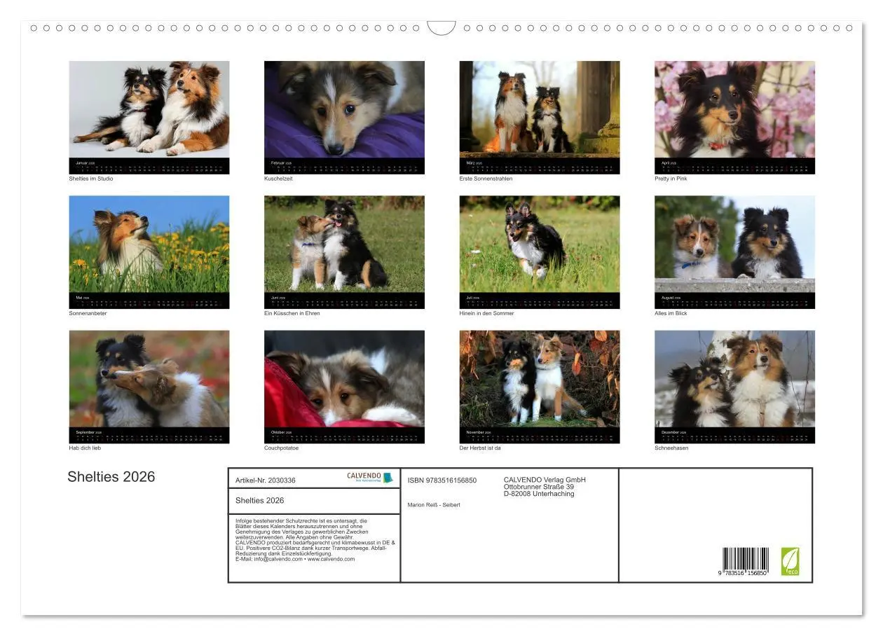 Bild: 9783516156850 | Shelties 2026 (Wandkalender 2026 DIN A2 quer), CALVENDO Monatskalender
