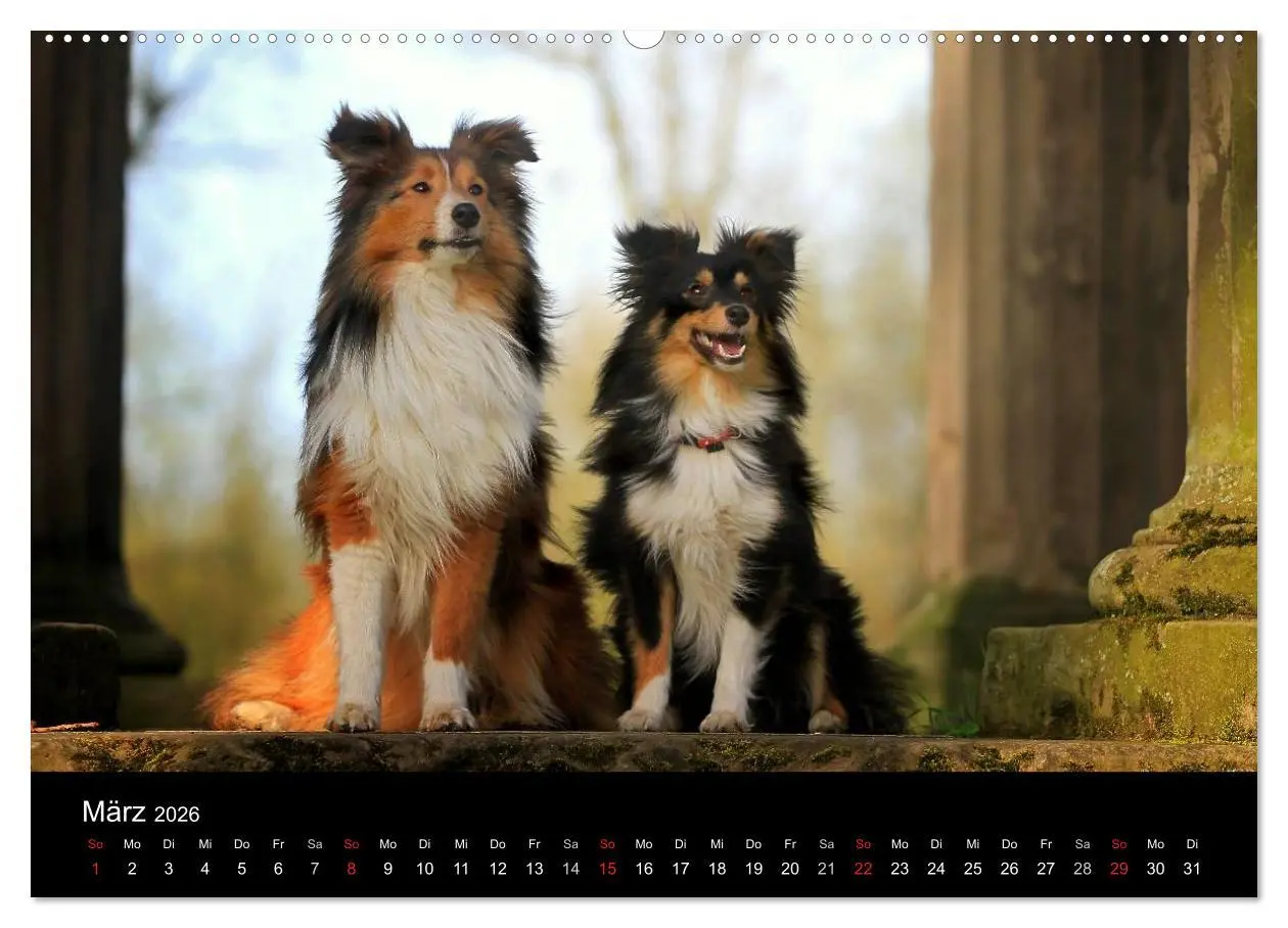 Bild: 9783516156850 | Shelties 2026 (Wandkalender 2026 DIN A2 quer), CALVENDO Monatskalender