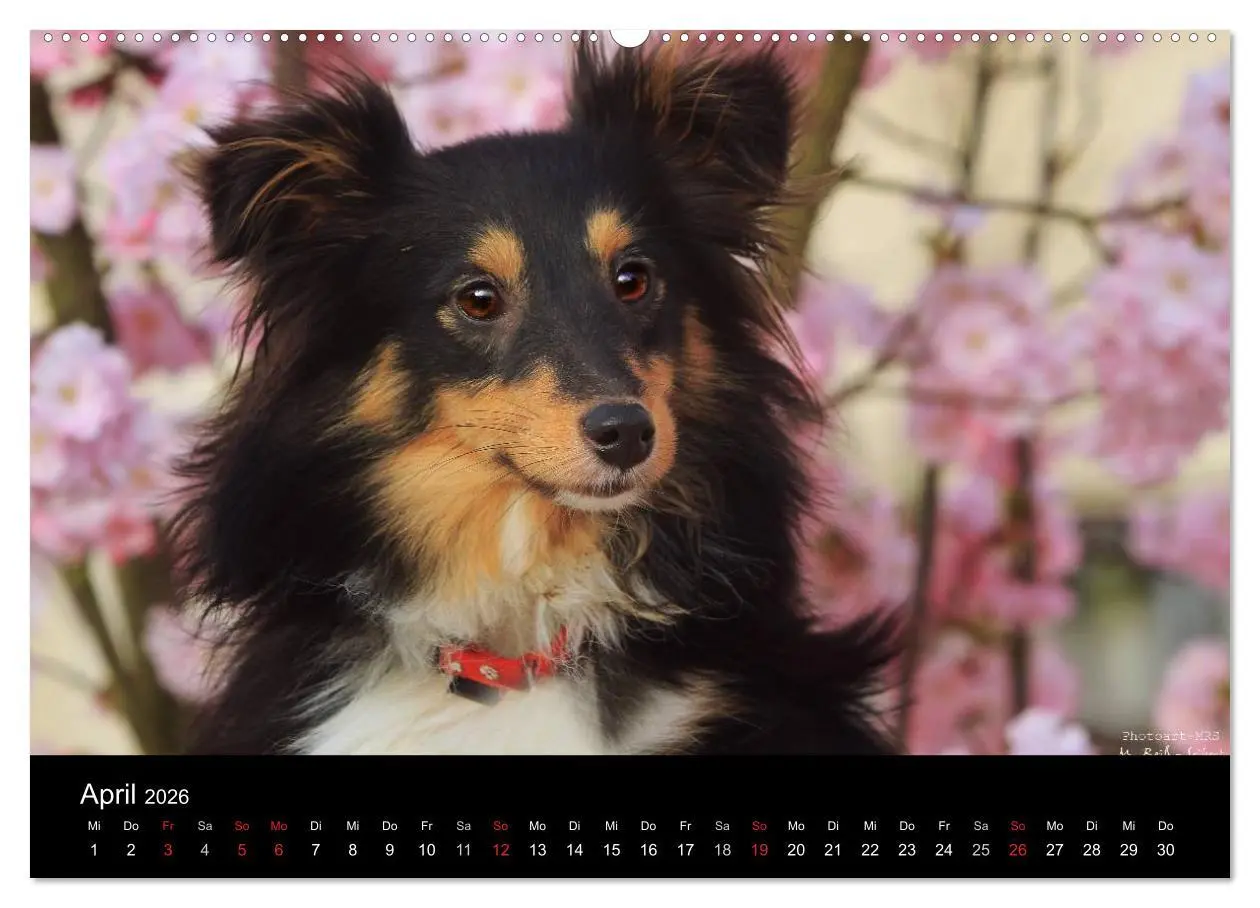Bild: 9783516156850 | Shelties 2026 (Wandkalender 2026 DIN A2 quer), CALVENDO Monatskalender