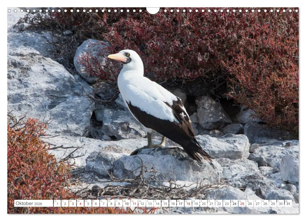Bild: 9783516076950 | Galapagos. Verzauberte Inseln (Wandkalender 2026 DIN A3 quer),...