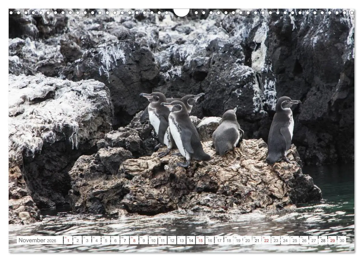 Bild: 9783516076950 | Galapagos. Verzauberte Inseln (Wandkalender 2026 DIN A3 quer),...