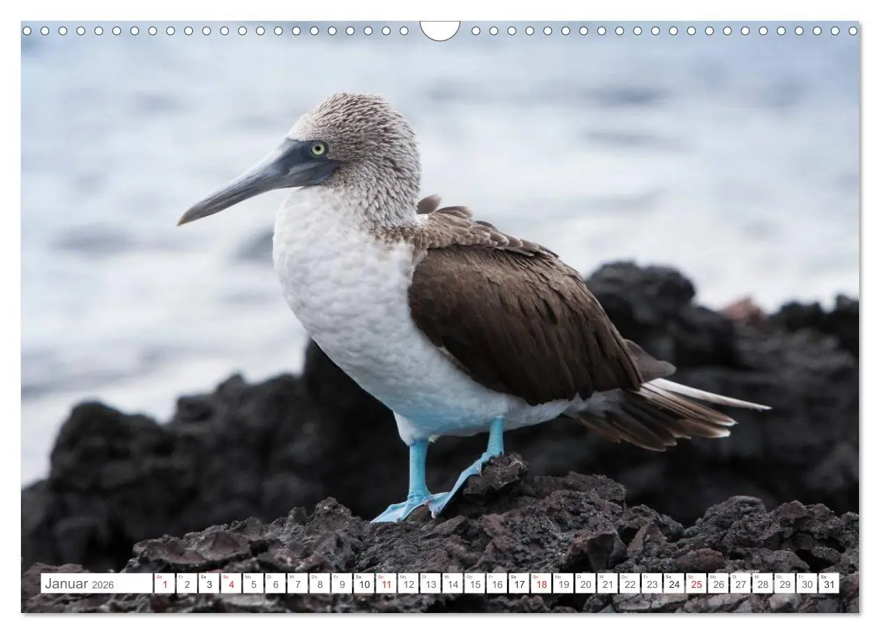 Bild: 9783516076950 | Galapagos. Verzauberte Inseln (Wandkalender 2026 DIN A3 quer),...