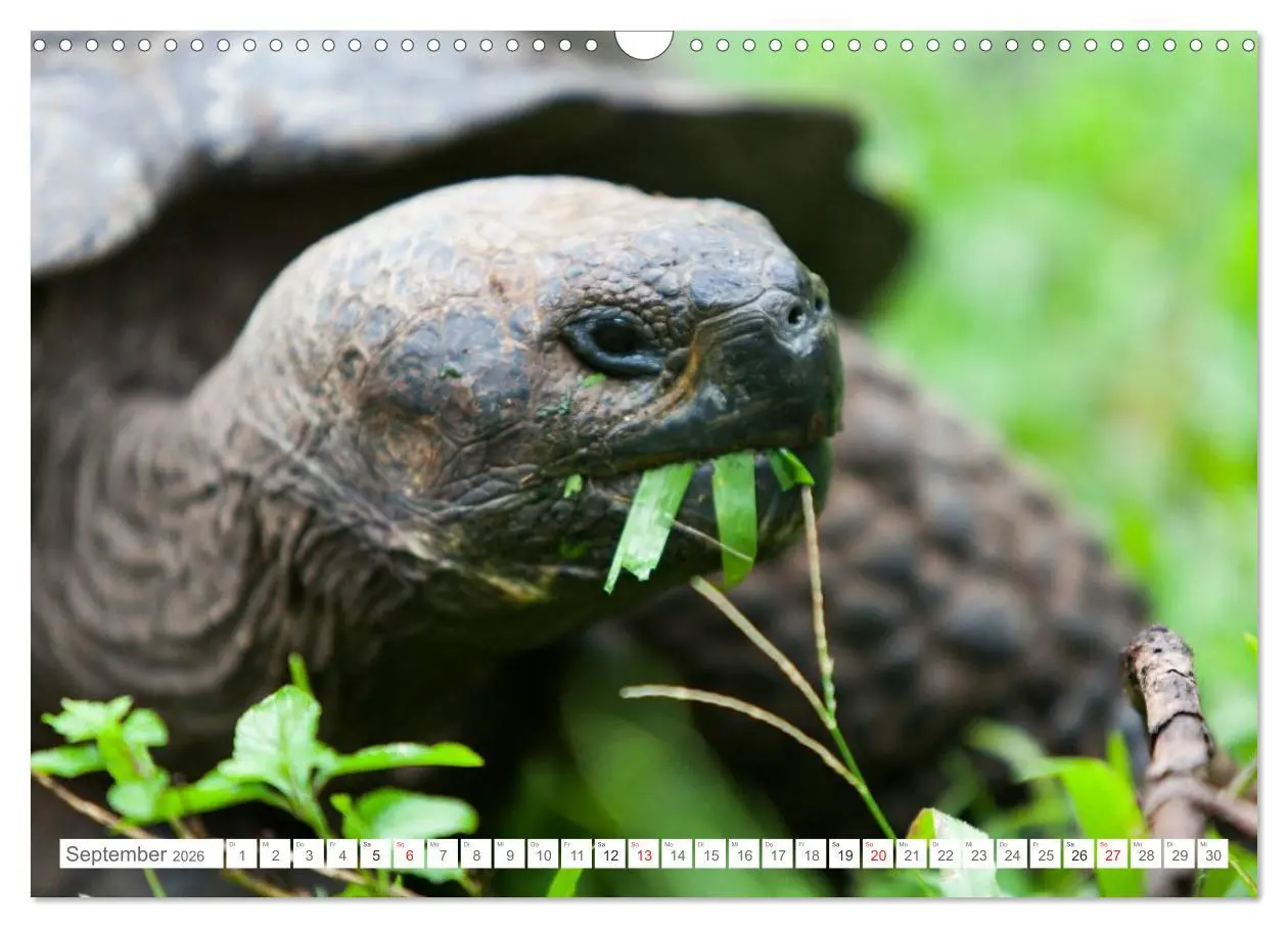 Bild: 9783516076950 | Galapagos. Verzauberte Inseln (Wandkalender 2026 DIN A3 quer),...