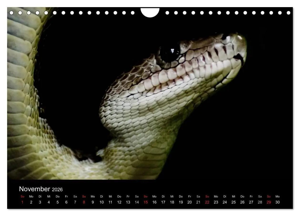 Bild: 9783516146950 | Schlangen (Wandkalender 2026 DIN A4 quer), CALVENDO Monatskalender