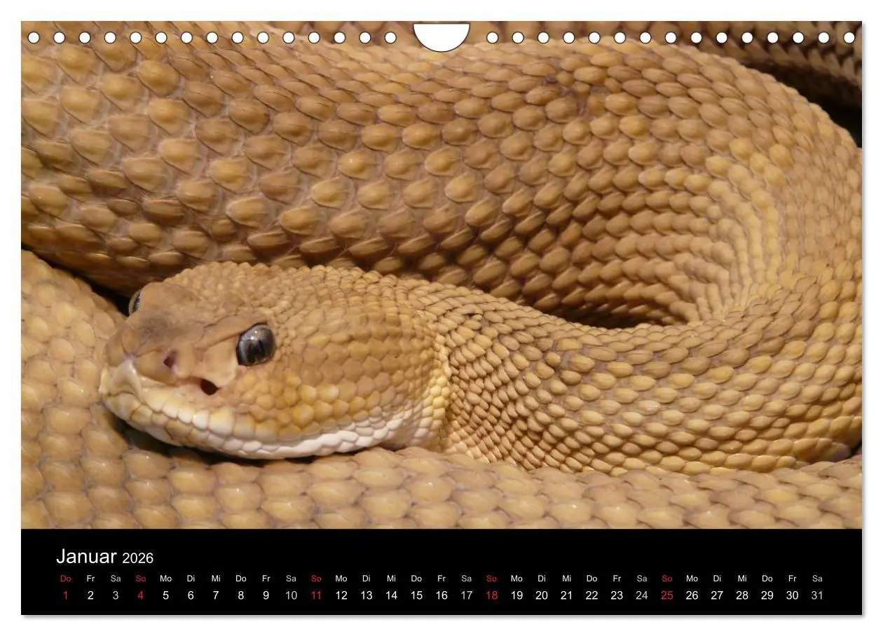 Bild: 9783516146950 | Schlangen (Wandkalender 2026 DIN A4 quer), CALVENDO Monatskalender