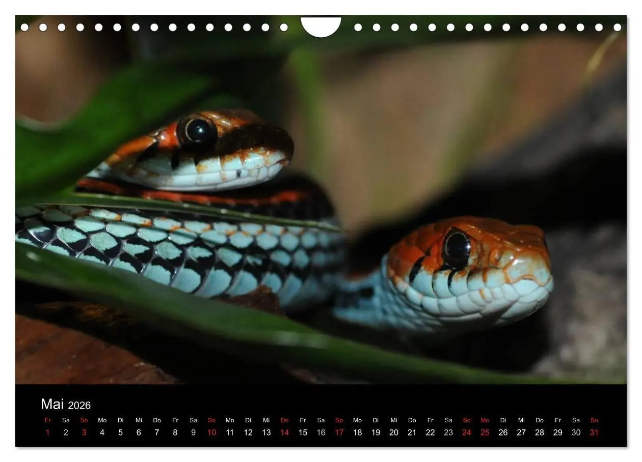 Bild: 9783516146950 | Schlangen (Wandkalender 2026 DIN A4 quer), CALVENDO Monatskalender