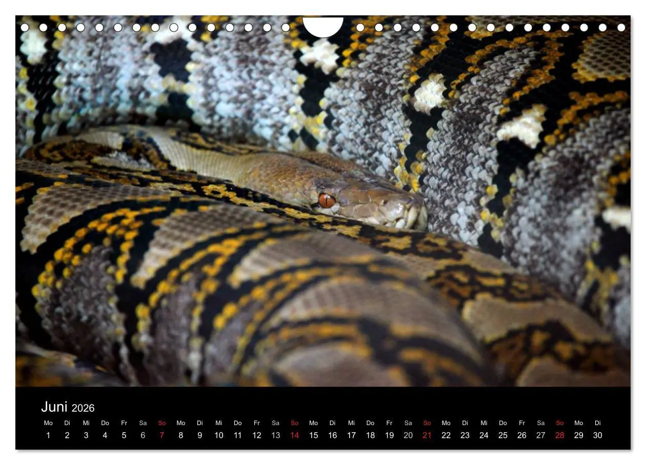 Bild: 9783516146950 | Schlangen (Wandkalender 2026 DIN A4 quer), CALVENDO Monatskalender
