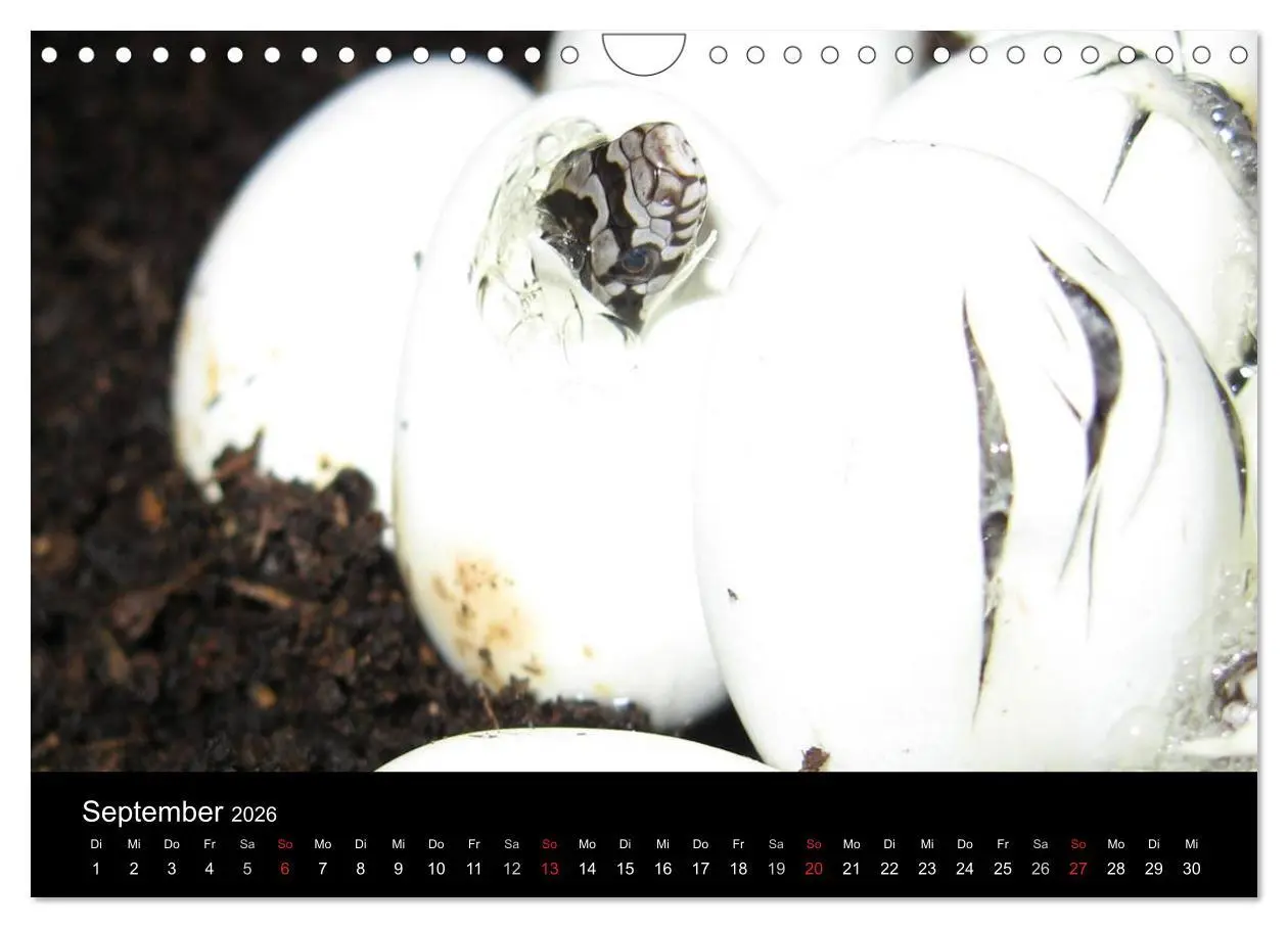 Bild: 9783516146950 | Schlangen (Wandkalender 2026 DIN A4 quer), CALVENDO Monatskalender