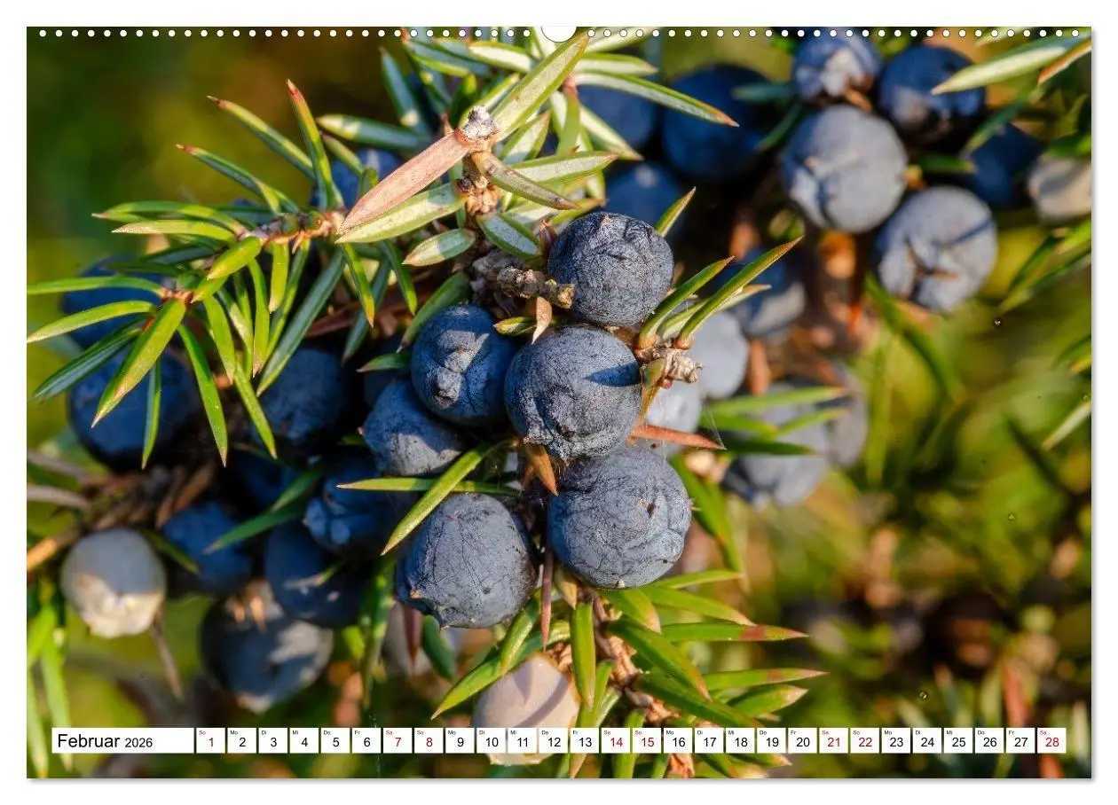 Bild: 9783516717150 | Lüneburger Heide: Die Nordheide (hochwertiger Premium Wandkalender...