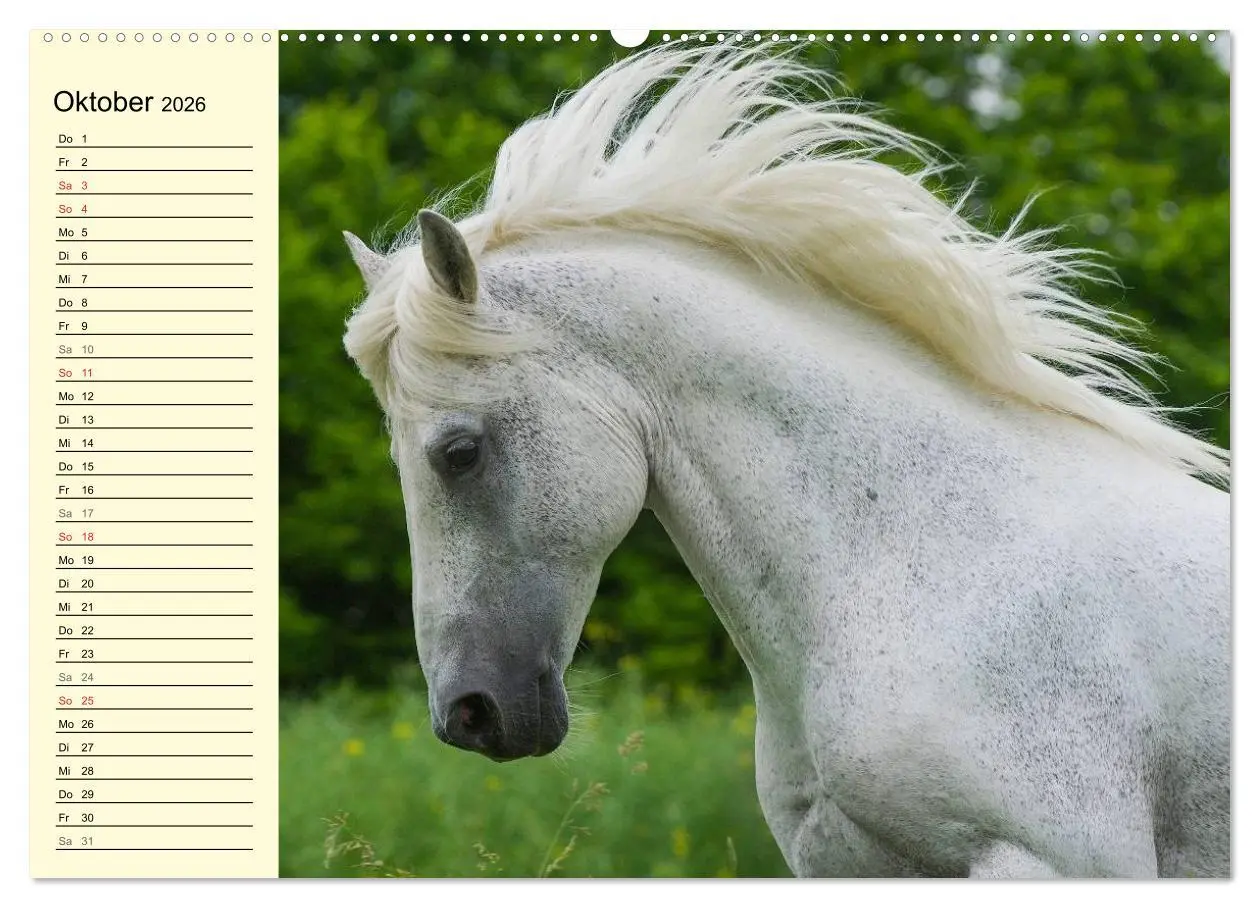 Bild: 9783516007350 | Traumpferd Lipizzaner (Wandkalender 2026 DIN A2 quer), CALVENDO...