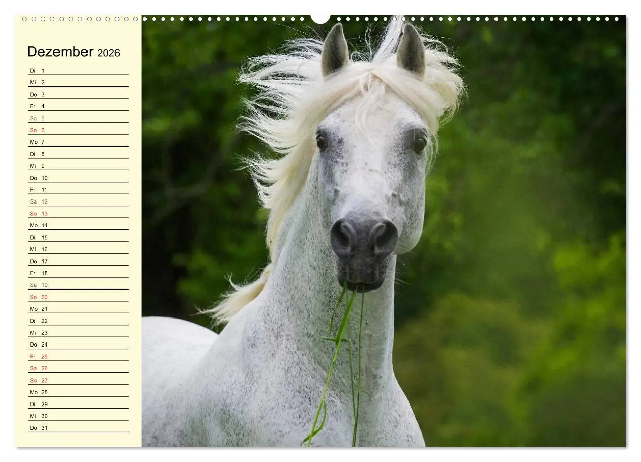 Bild: 9783516007350 | Traumpferd Lipizzaner (Wandkalender 2026 DIN A2 quer), CALVENDO...