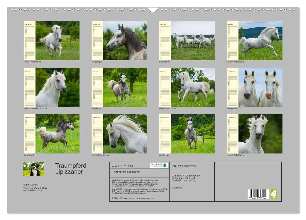 Bild: 9783516007350 | Traumpferd Lipizzaner (Wandkalender 2026 DIN A2 quer), CALVENDO...