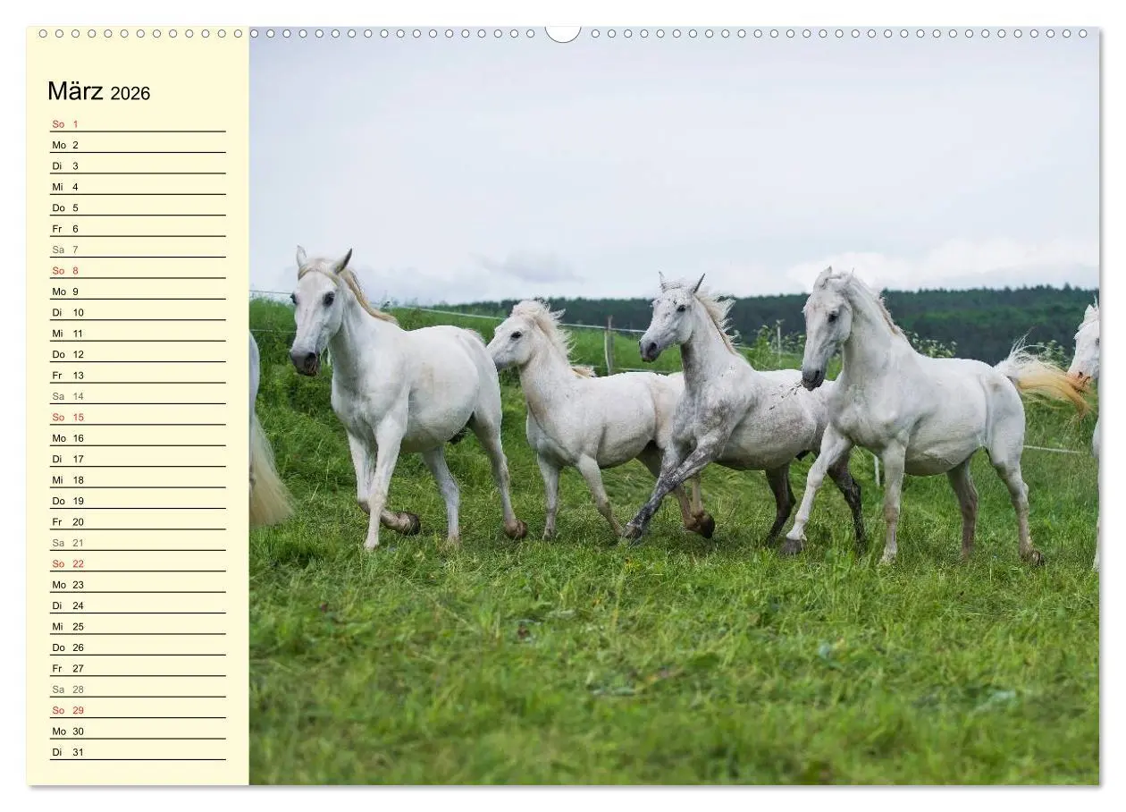 Bild: 9783516007350 | Traumpferd Lipizzaner (Wandkalender 2026 DIN A2 quer), CALVENDO...