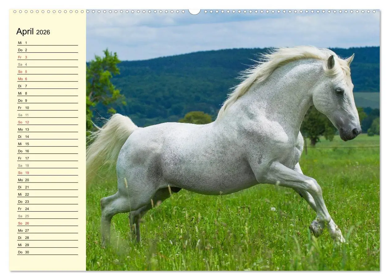 Bild: 9783516007350 | Traumpferd Lipizzaner (Wandkalender 2026 DIN A2 quer), CALVENDO...